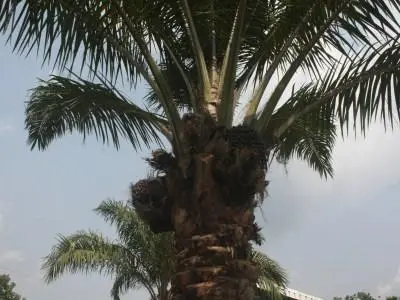 Des noix de palmes.jpg